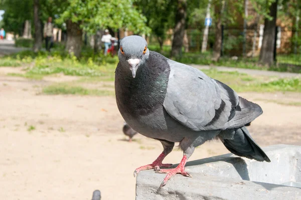 Angry Bird Impudent Gray Pigeon Aggressively Looks Red Eyes Directly — Stock Photo, Image