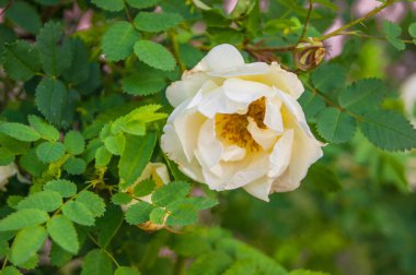 Dekoratif beyaz Terry gül kalçası, yaban gülü, yeşil yapraklı beyaz güzel yalnız çiçek.