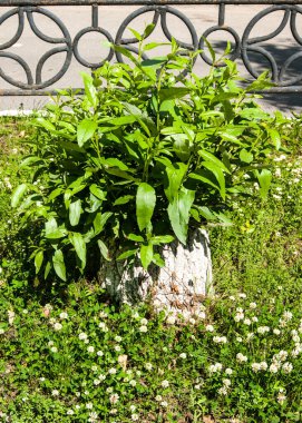 Parçalanmış bir kavak kütüğü, kalın saçlı bir aslan gibi yeni filizlerle kaplıydı. Arka planda siyah, güzel bir çit var..
