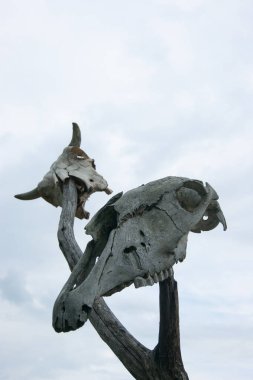 Hayvanların kafatasları, gökyüzüne bir sopa dayayın. Kafkas geleneği mistisizm ritüelleri sihirli büyücülük