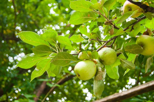 Giardino Magico Paradiso Mele Rami Caucaso Montagne Estate Frutta Una — Foto Stock