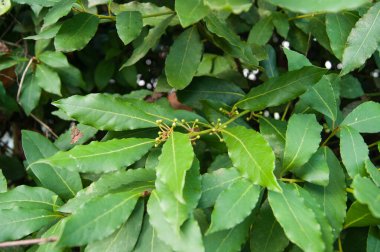 Bahçede bitki, çalılık, defne yaprağı. Baharat, baharat. Yaz, doğanın armağanları, sıcaklık, doğurganlık