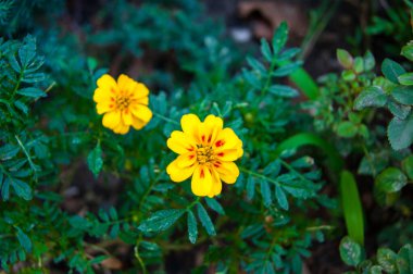 Koyu yeşil yapraklara karşı iki parlak sarı ayranlı çiçek. Bahçe, çiçek bahçesi, yaz, çimen, beyaz, mutluluk