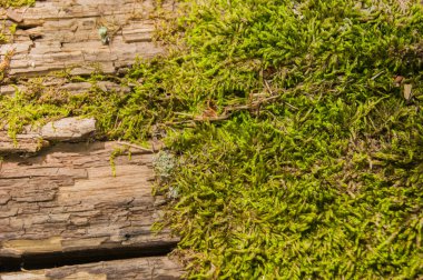 Eski bir kütük, yeşil arabayla kaplanmış, öğlen güneşiyle ısınmış - yatay yakın plan bir fotoğraf. Sıcak, yaz. Doku. Doğa