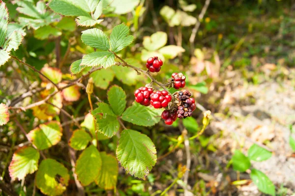 Röda Undermogna Björnbär Busken Bären Gren Sommar Värme Gåvor Naturen — Stockfoto