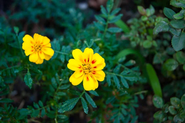 Duas Flores Leitelho Amarelas Brilhantes Contra Uma Folhagem Verde Escura — Fotografia de Stock