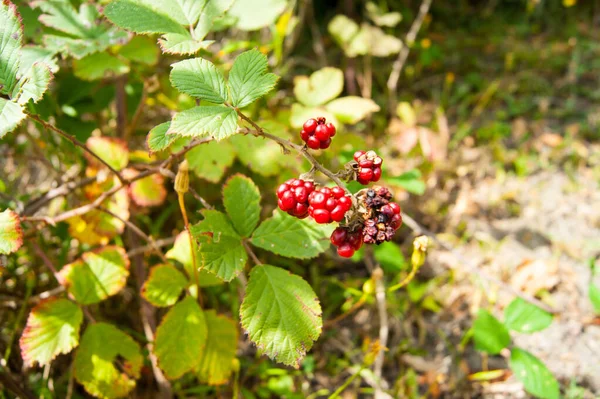 Red Underripe Blackberries Bush Berries Branch Summer Heat Gifts Nature — Stock Photo, Image