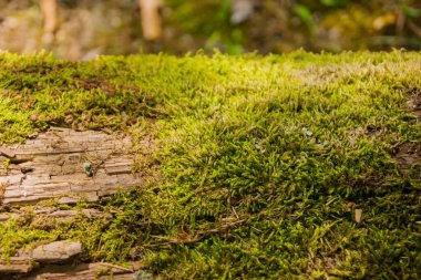 Eski bir kütük, yeşil arabayla kaplanmış, öğlen güneşiyle ısınmış - yatay yakın plan bir fotoğraf. Sıcak, yaz. Doku. Doğa