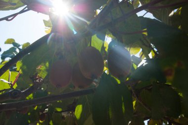 Kivi meyvesi bir dalda olgunlaşır, ağaç yaprakları arasından güneş ışığı akar. Yaz, sıcaklık, doğa, bahçe, meyve, sulu, parlak, lezzetli