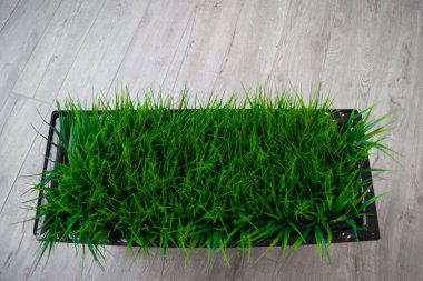 İç tasarımın bir elementi. Yerde canlı otlarla dolu dikdörtgen bir saksı. Yeşil, bitkiler