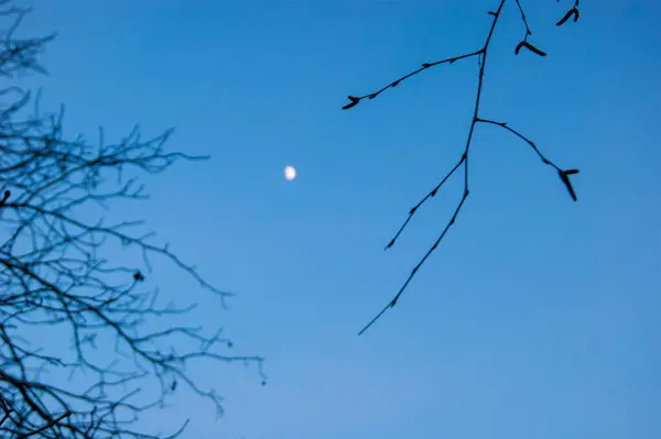 Lua Crescente Visível Céu Azul Claro Através Dos Ramos Nus — Fotografia de Stock