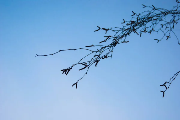 Bare Branches Tree Swollen Buds Blue Clear Sky Spring Evening — Stock Photo, Image