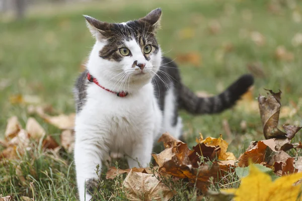 Parkta yürüyen kedi 