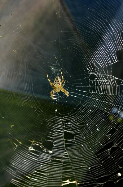 Μεγάλη αράχνη σε μια τοποθεσία web — Φωτογραφία Αρχείου