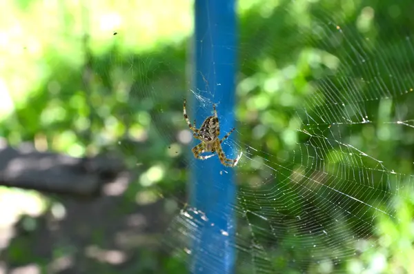 Web 上の大きなクモ — ストック写真