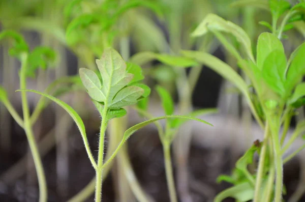 Małe sadzonki pomidorów - rośnie w cieplarnianych warunkach — Zdjęcie stockowe