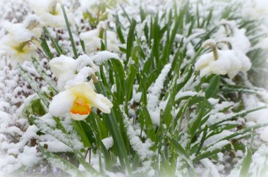 Nergis kar - doğal bir anomali altında