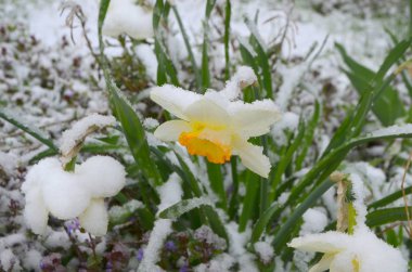 Nergis kar - doğal bir anomali altında