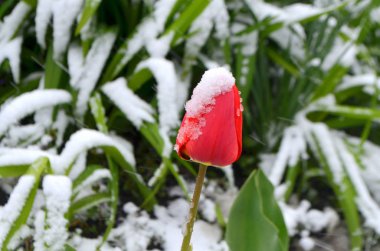 Kar - doğal bir anomali altında kırmızı lale
