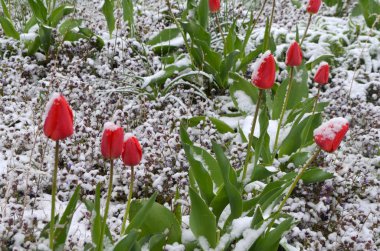 Kar - doğal bir anomali altında kırmızı lale