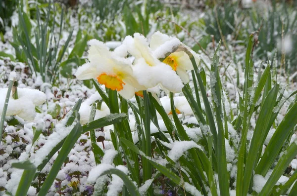 Les jonquilles sous la neige - une anomalie naturelle — Photo