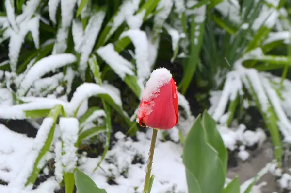 Tulipas vermelhas abaixo da neve - uma anomalia natural — Fotografia de Stock