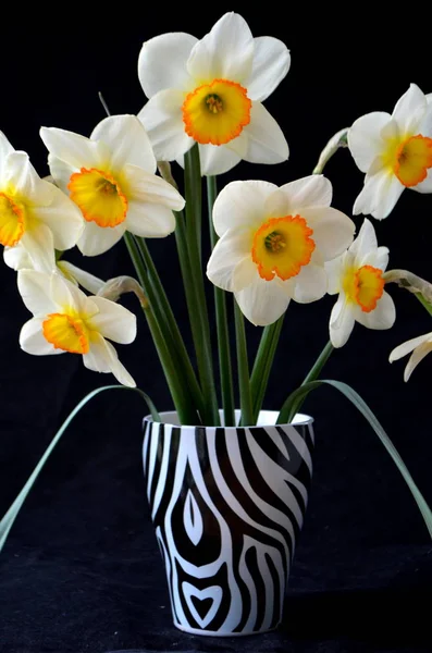 Daffodils  are a bouquet — Stock Photo, Image