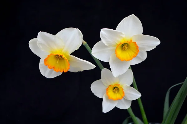水仙の花、花束 — ストック写真