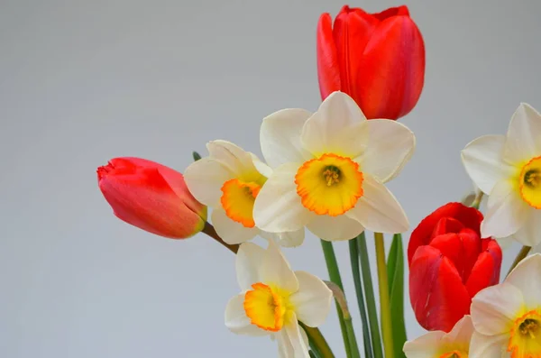 水仙、赤いチューリップの花束 — ストック写真