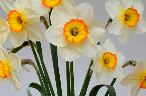 Daffodils são um buquê — Fotografia de Stock