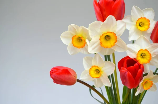 Daffodils and red tulips are a bouquet — Stock Photo, Image