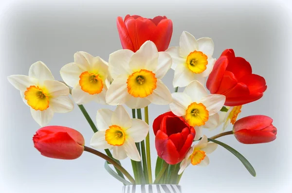 Daffodils e tulipas vermelhas são um buquê — Fotografia de Stock