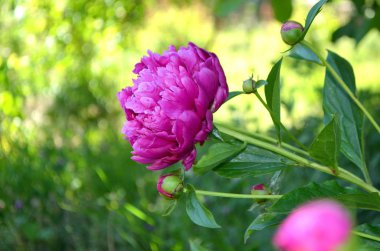 Pembe bir pi meson bir uzun ömürlü olduğunu