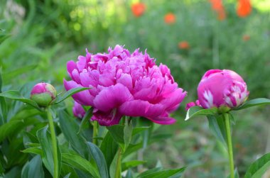 Pembe bir pi meson bir uzun ömürlü olduğunu