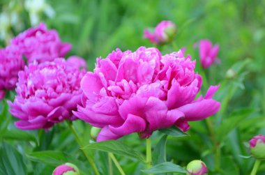 Pembe bir pi meson bir uzun ömürlü olduğunu