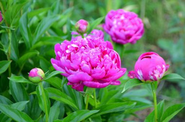 Pembe bir pi meson bir uzun ömürlü olduğunu