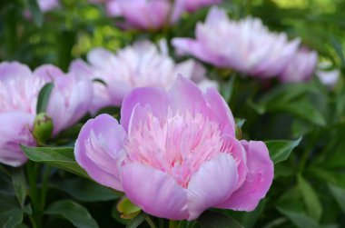 Pembe bir pi meson bir uzun ömürlü olduğunu