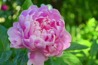 Pembe bir pi meson bir uzun ömürlü olduğunu