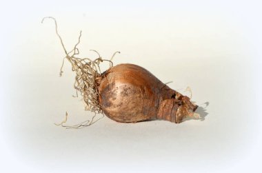 ampul - Bahar çok yıllık çiçekler