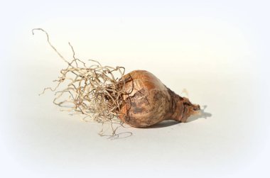 Nergis soğanları - Bahar çok yıllık çiçekler