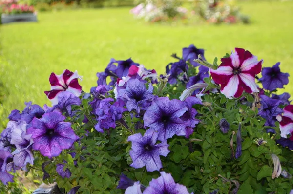 Flores de petúnia violeta — Fotografia de Stock