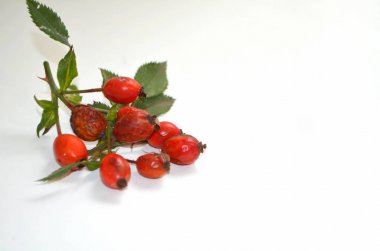 Kuşburnu tıbbi bir bitkidir