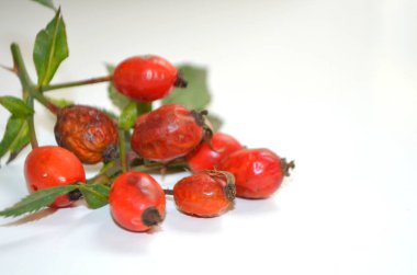 Kuşburnu tıbbi bir bitkidir