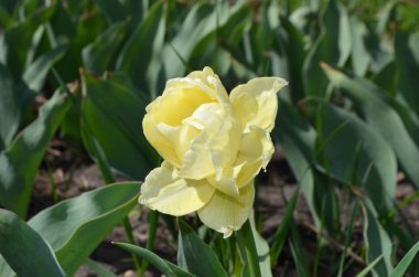 Terry, güzel sarı lale, Avan Gard'ın notu