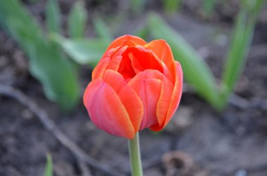 Beyaz arka plan üzerinde Çift Kişilik turuncu Lale