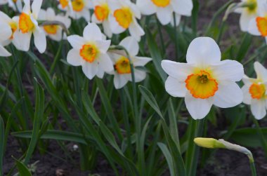 Bir yatakta büyük nergis