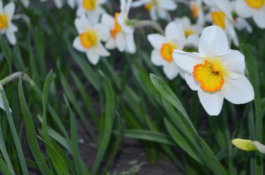 Bir yatakta büyük nergis