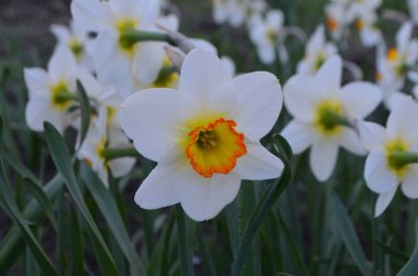 Bir yatakta büyük nergis