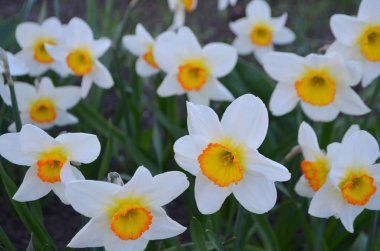 Bir yatakta büyük nergis