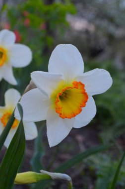 Bir yatakta büyük nergis